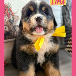 Lima - Black and rust female Bernese Mountain Dog puppy in Purcell, Oklahoma from Swiss Berner Bears