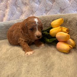 Devon - Red  male Goldendoodle puppy in Bucyrus, Missouri from Hill Top Pomskies