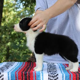 AKC Grand Champion Sired - Black male Border Collie puppy in Noble, Oklahoma from CheckItOut Border Collies