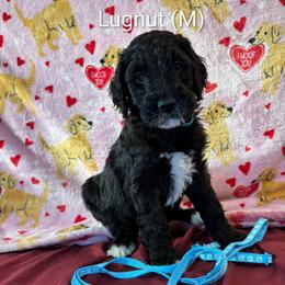 Lugnut - Black male Goldendoodle puppy in Water Valley, Mississippi from Olympian Doodles