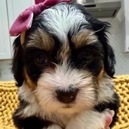 Sundae The Tri-Color Ultra Mini Bernedoodle - Tri-color female Bernedoodle puppy in Herriman, Utah from Rose Canyon Doodles