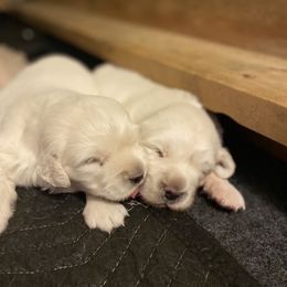 Golden Retriever Puppies from Sunlit Cream Goldens