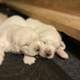 Golden Retriever Puppies from Sunlit Cream Goldens