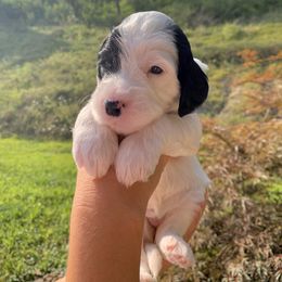 Sheepadoodle Puppies from Meadowbrook Sheepadoodle Co.