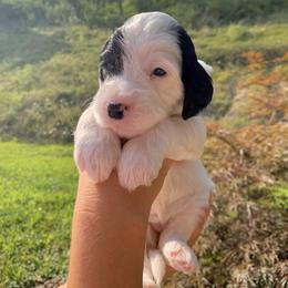 Sheepadoodle Puppies from Meadowbrook Sheepadoodle Co.