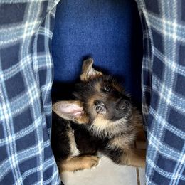 German Shepherd Puppies from Ewig Krieger Kennels