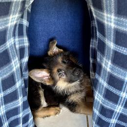 German Shepherd Puppies from Ewig Krieger Kennels