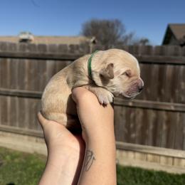 Boy 5 - Light golden male Golden Retriever puppy in Hanford, California from Smith Family Goldens