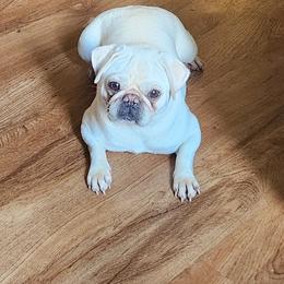 Luna - Pug