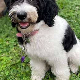 Goldendoodles from Poppy's Doodles