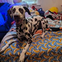 Girl 3 - White and liver brown female Dalmatian puppy in Richmond, Virginia from Darrfield