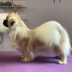 Chihuahuas and Tibetan Spaniels from Improv Tibetan Spaniels and Chihuahuas