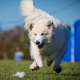Great Pyrenees from Sunquest Great Pyrenees