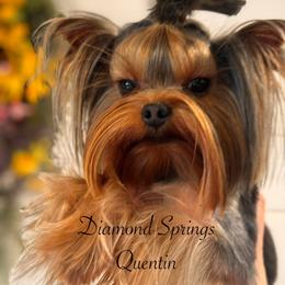 Quentin - Blue and gold male Yorkshire Terrier puppy in Placerville, California from Diamond Springs Boutique