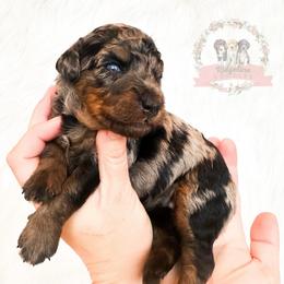 Female Pick Number 2 - female Australian Mountain Doodle puppy in Corydon, Indiana from Ridgeline Doodles