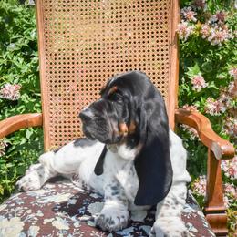 Girl 1 (NEW VIDEO) - Black white and tan female Basset Hound puppy in Pauls Valley, Oklahoma from Puppy-Love Bassets