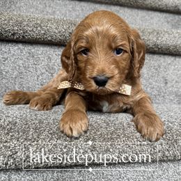 Gold Pup - Female - Apricot female Goldendoodle puppy in Dacula, Georgia from Lakeside Pups
