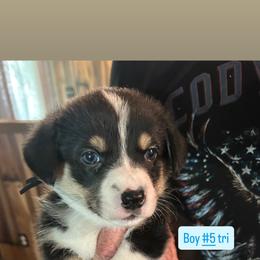 Boy 5 - Black and tan male Pembroke Welsh Corgi puppy in Greenwood, South Carolina from JOY Farms