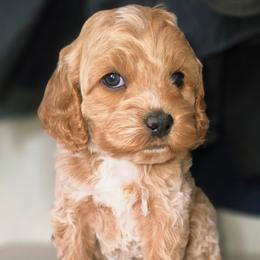 Buster - Buff and white male Cockapoo puppy in Indiahoma, Oklahoma from Phamily Doodles
