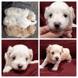 Maltipoo Puppies from Laura's Maltipoos