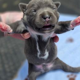 Boy 4 - Blue male Staffordshire Bull Terrier puppy in Houston, Texas from Khaleesi Kennel Blue Staffordshire-bull-terrier