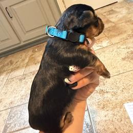 Tiana - Black and tan female Yorkshire Terrier puppy in Highland, Arkansas from Gilmore Yorkies
