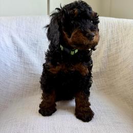 Pickles - Phantom male Goldendoodle puppy in South Jordan, Utah from Daybreak Doodles