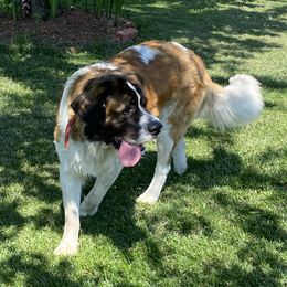 Bonnie - Saint Bernard