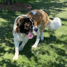 Bonnie - Saint Bernard