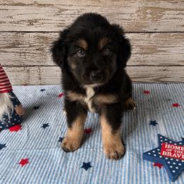 Blaze - Black tri-color male Australian Shepherd puppy in Harrah, Oklahoma from Kamm's Aussies