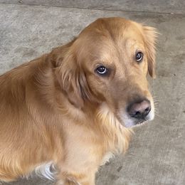 Coupe - Golden Retriever