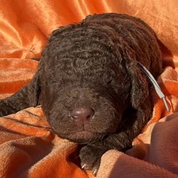 Ralph - Brown and white male Saint Berdoodle puppy in Beach, North Dakota from Badland St. Berdoodles LLC