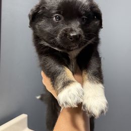 Miniature Australian Shepherd Puppies from Peace Creek Aussies