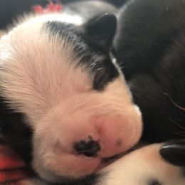 Boston Terriers from Tiny Patch Farms