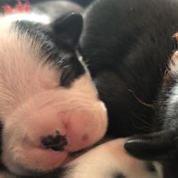 Boston Terriers from Tiny Patch Farms