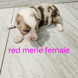 Mya f2 - Red merle female Australian Shepherd puppy in Arbela, Missouri from County Line Aussies