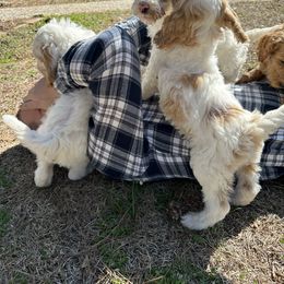 Goldendoodle Puppies from Valentine Kennels