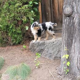 Miniature Australian Shepherd Puppies from Wonderland Aussies