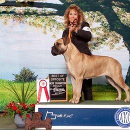 Bullmastiff All Grown Up from NERO Bullmastiffs