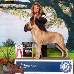 Bullmastiff All Grown Up from NERO Bullmastiffs