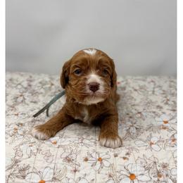 Sapphire - Caramel male Australian Labradoodle puppy in Sacramento, California from Little Farmstead Labradoodles