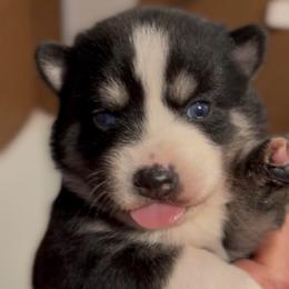 Luna - Black and white female Pomsky puppy in Spring Hill, Florida from PDQ Pomskies