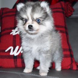 Tallulah (extreme toy size) - Silver and white female Pomsky puppy in Paulden, Arizona from Rose Peek Pomskies