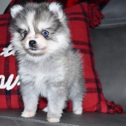 Tallulah (extreme toy size) - Silver and white female Pomsky puppy in Paulden, Arizona from Rose Peek Pomskies