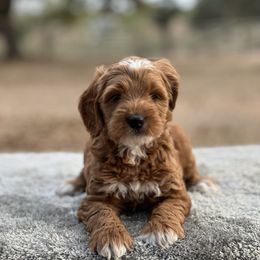 Girl 2- white head - Red  female Goldendoodle puppy in Cuero, Texas from Firestorm Kennel