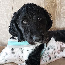 Mylee - Goldendoodle