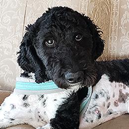 Mylee - Goldendoodle