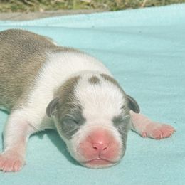 Grumpy - Blue brindle male American Staffordshire Terrier puppy in Guilford County, North Carolina from Explicit Kennel