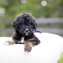 Purple collar - Phantom female Bernedoodle puppy in Spokane, Washington from Doodle Love