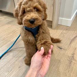 Australian Labradoodle and Goldendoodle Puppies from Annie's Doodles